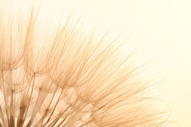 Beautiful fluffy dandelion flower on beige background, closeup