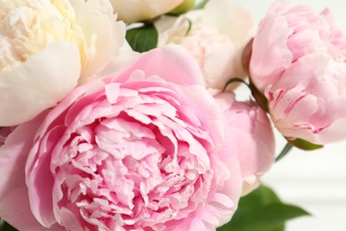 Photo of Beautiful aromatic peonies on blurred background, closeup