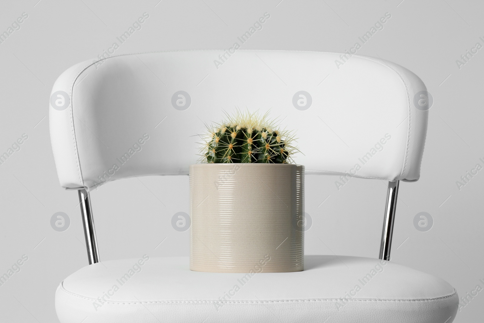 Photo of Chair with cactus isolated on white. Hemorrhoids concept