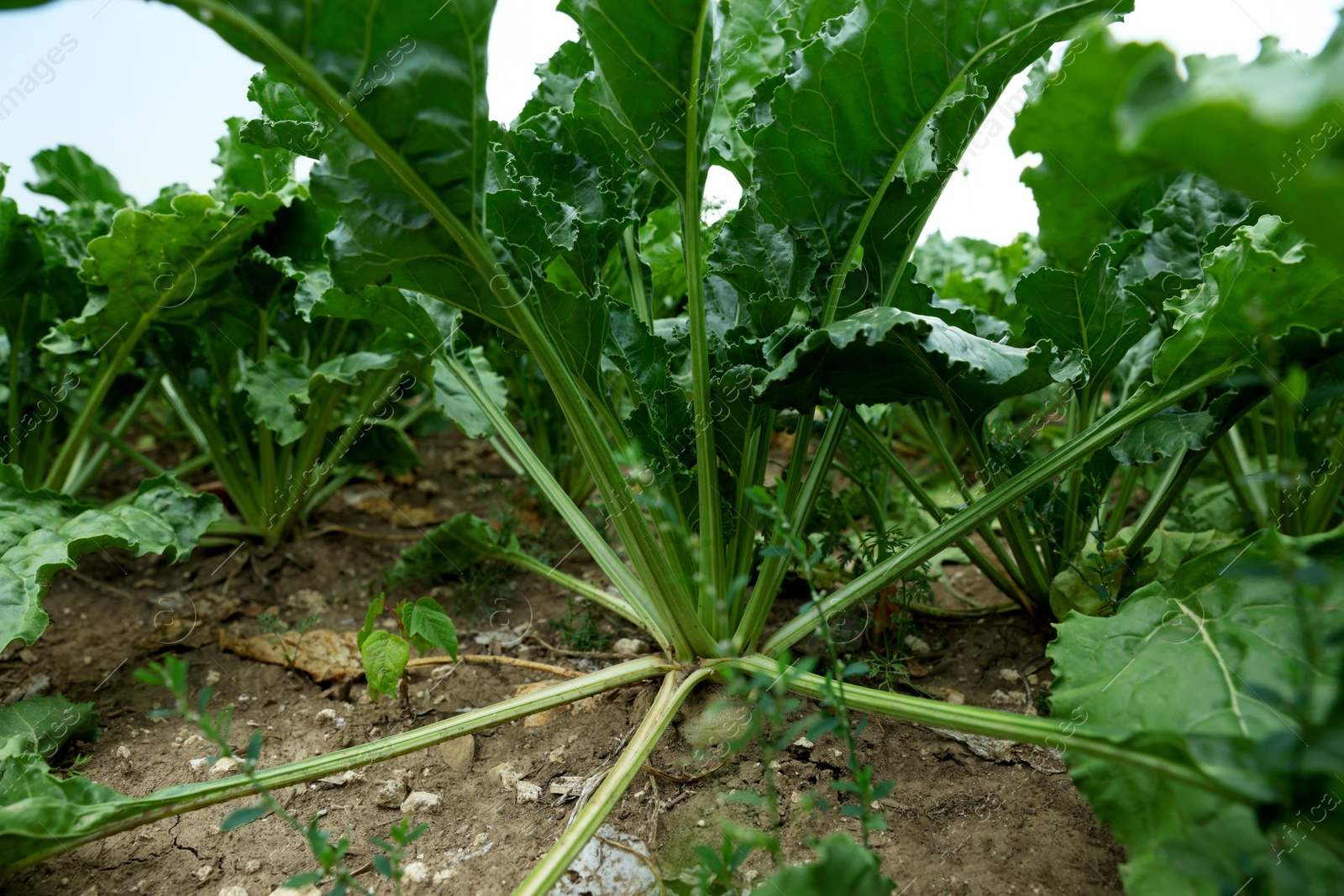 Photo of Beautiful beet plants growing in field, closeup