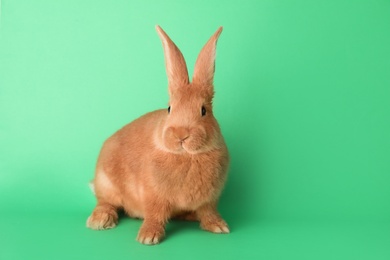 Photo of Cute bunny on green background, space for text. Easter symbol