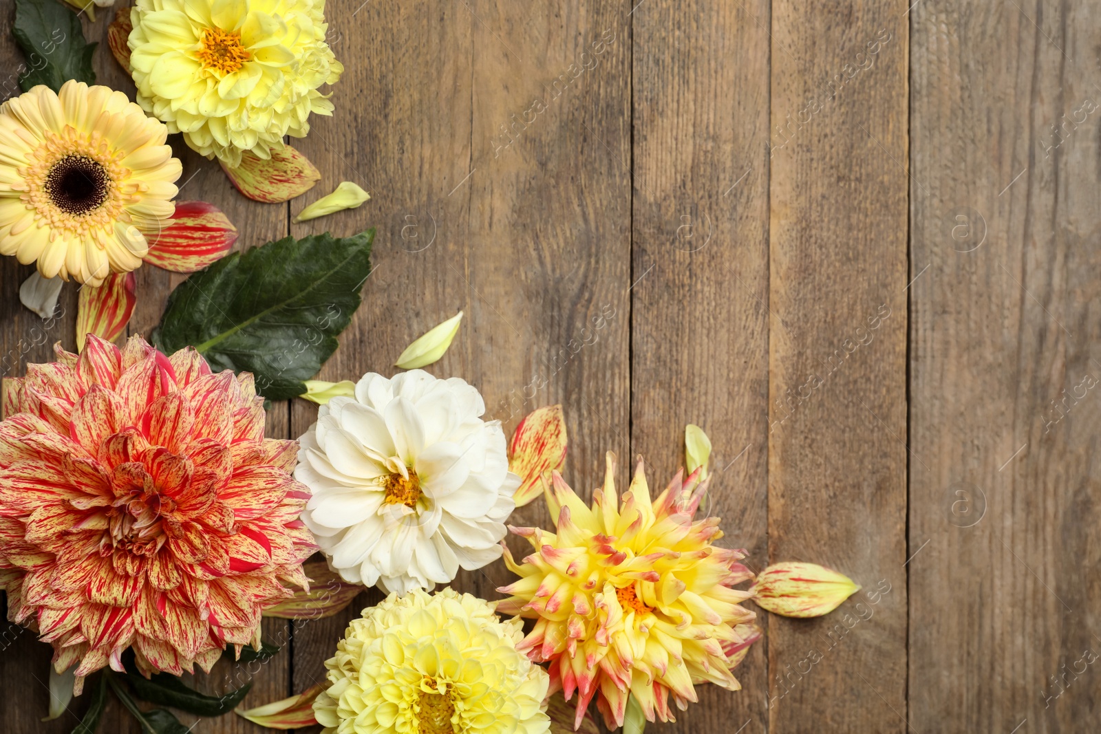 Photo of Flat lay composition with beautiful dahlia flowers on wooden background. Space for text