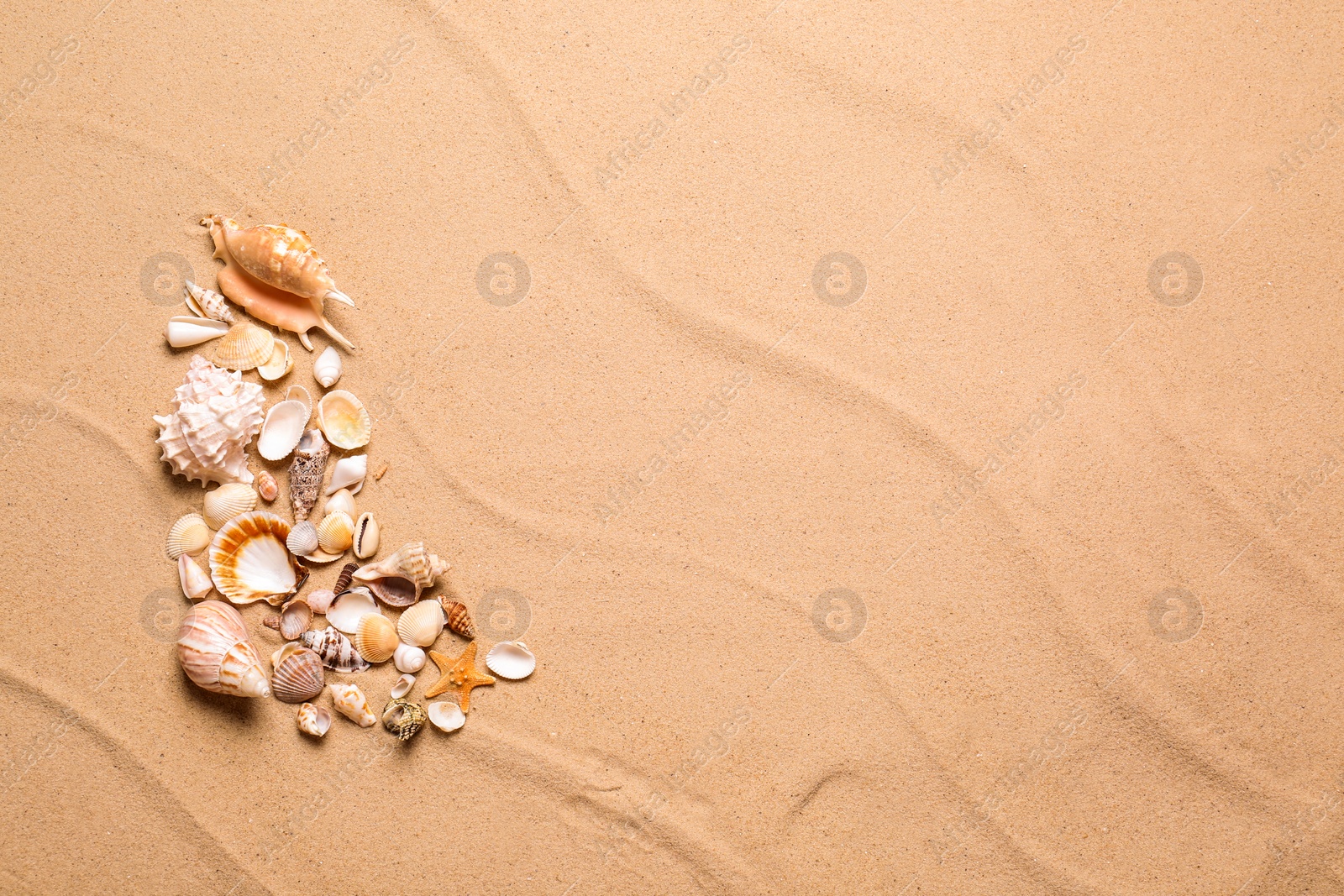 Photo of Beautiful seashells and starfish on beach sand, flat lay with space for text. Summer vacation