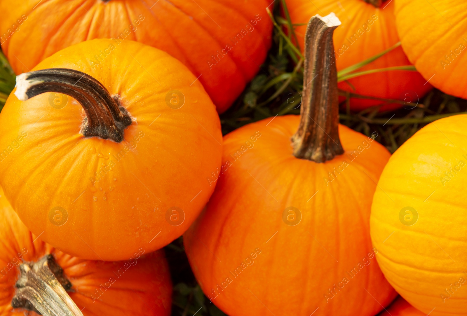 Photo of Many ripe orange pumpkins on grass, top view