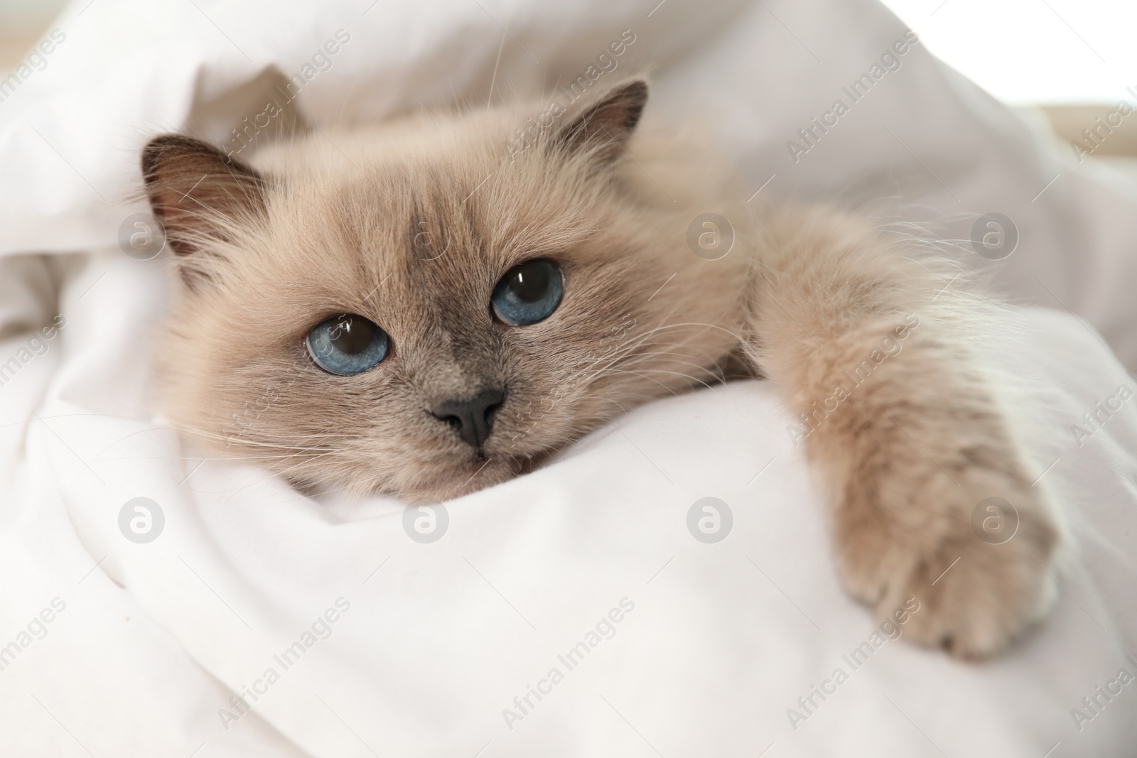 Photo of Adorable Birman cat under blanket at home, closeup