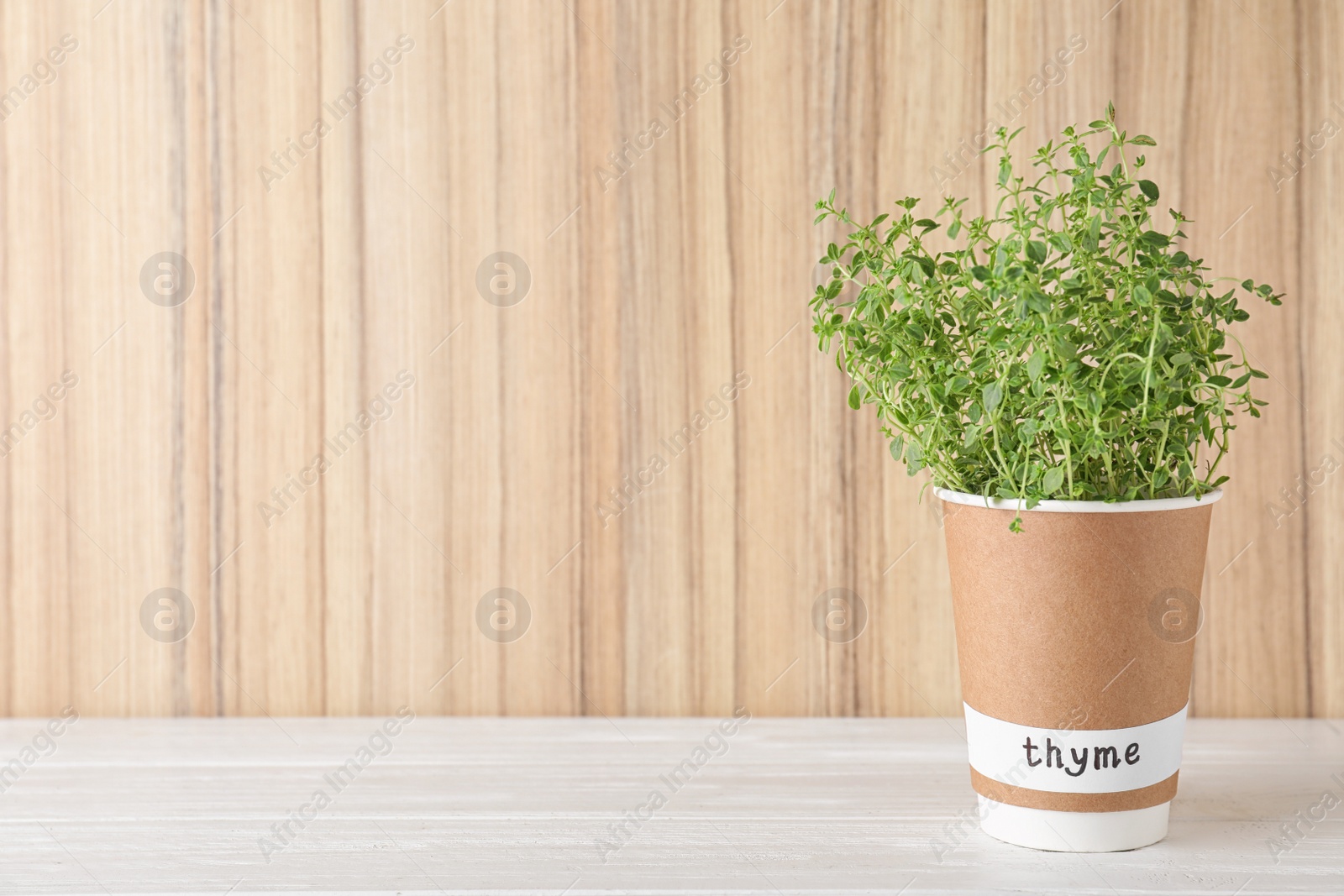 Photo of Seedling of fresh thyme in paper cup with name label on white table near wooden wall. Space for text