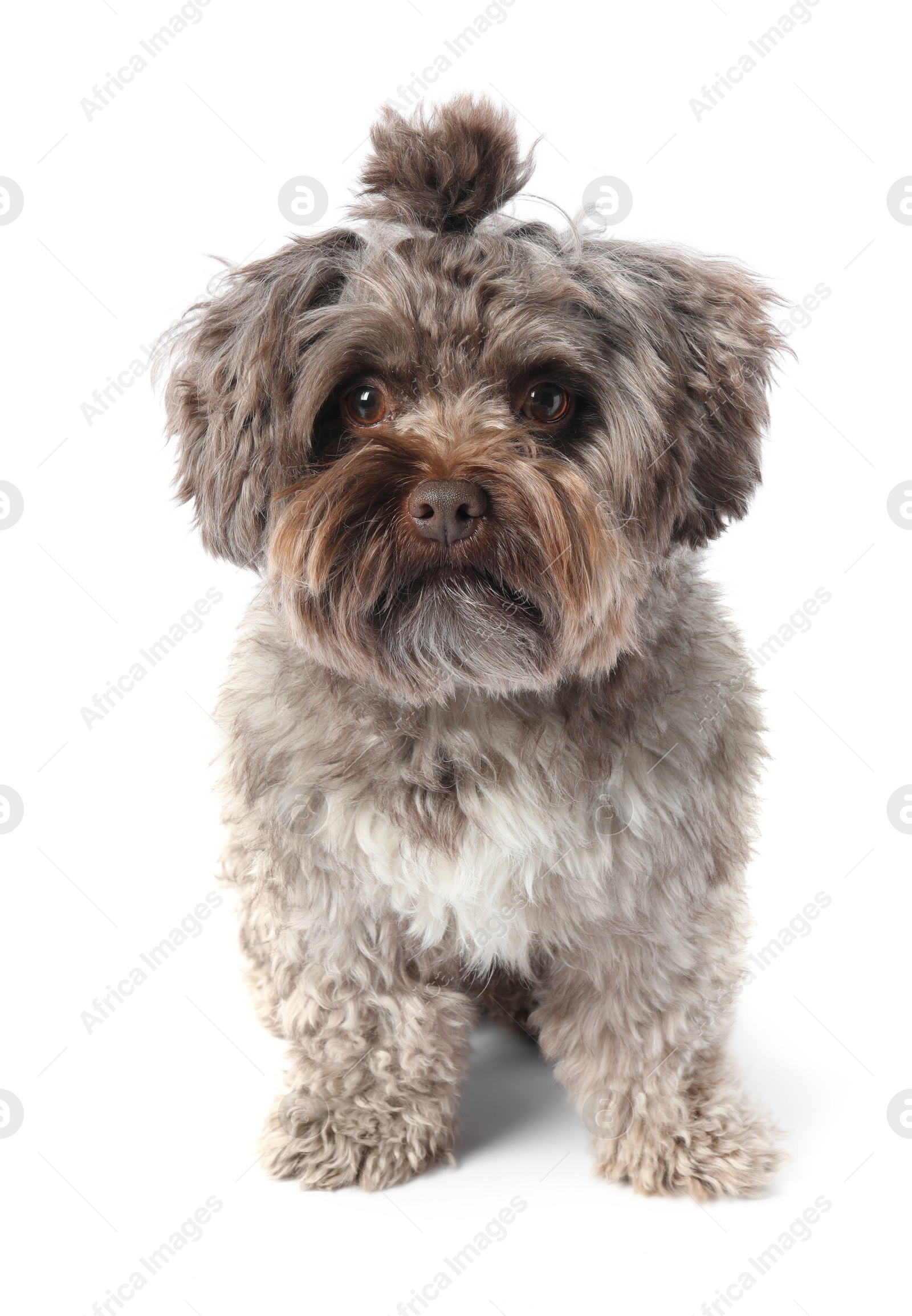 Photo of Cute Maltipoo dog on white background. Lovely pet