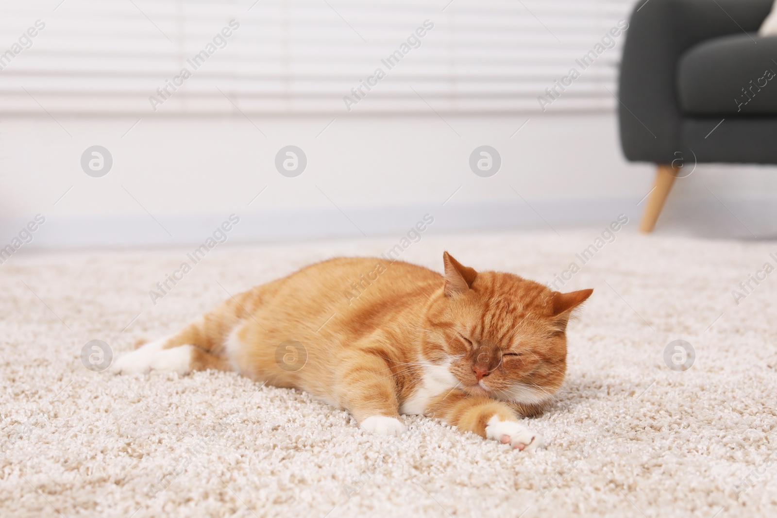 Photo of Cute ginger cat lying on carpet at home