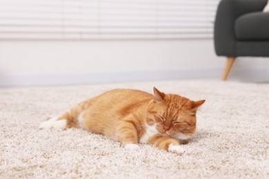 Photo of Cute ginger cat lying on carpet at home