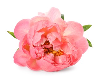 Photo of Beautiful blooming pink peony isolated on white