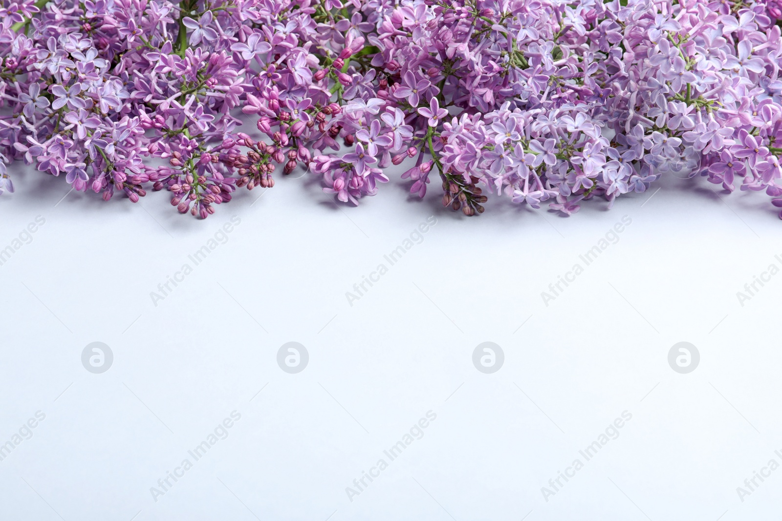 Photo of Blossoming lilac on light background. Spring flowers