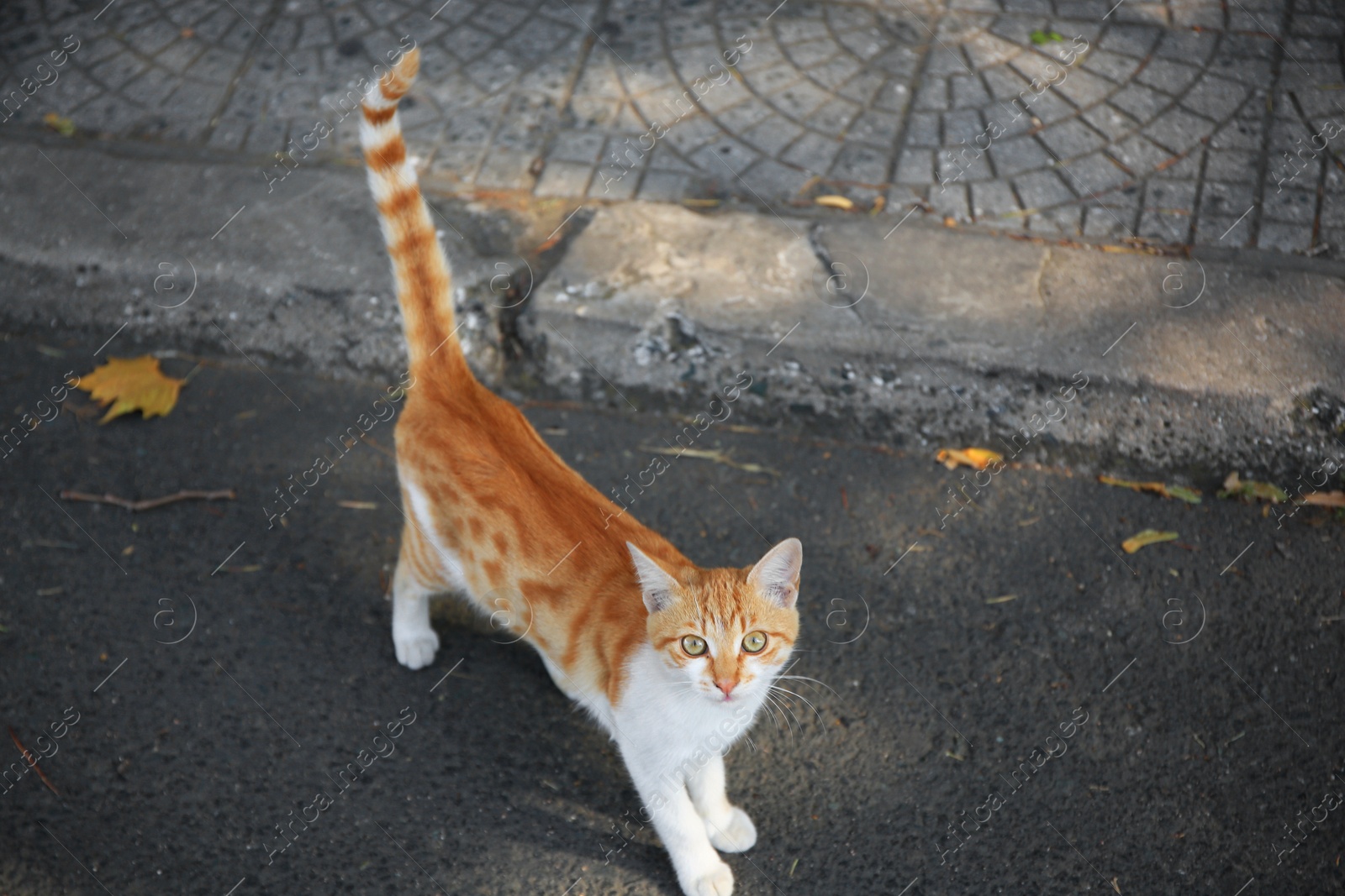 Photo of Stray cat on city street. Homeless animal