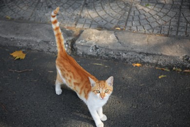 Photo of Stray cat on city street. Homeless animal