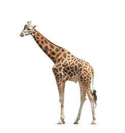 Image of Beautiful Rothschild giraffe on white background. Wild animal