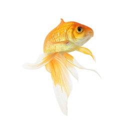 Photo of Beautiful bright small goldfish isolated on white