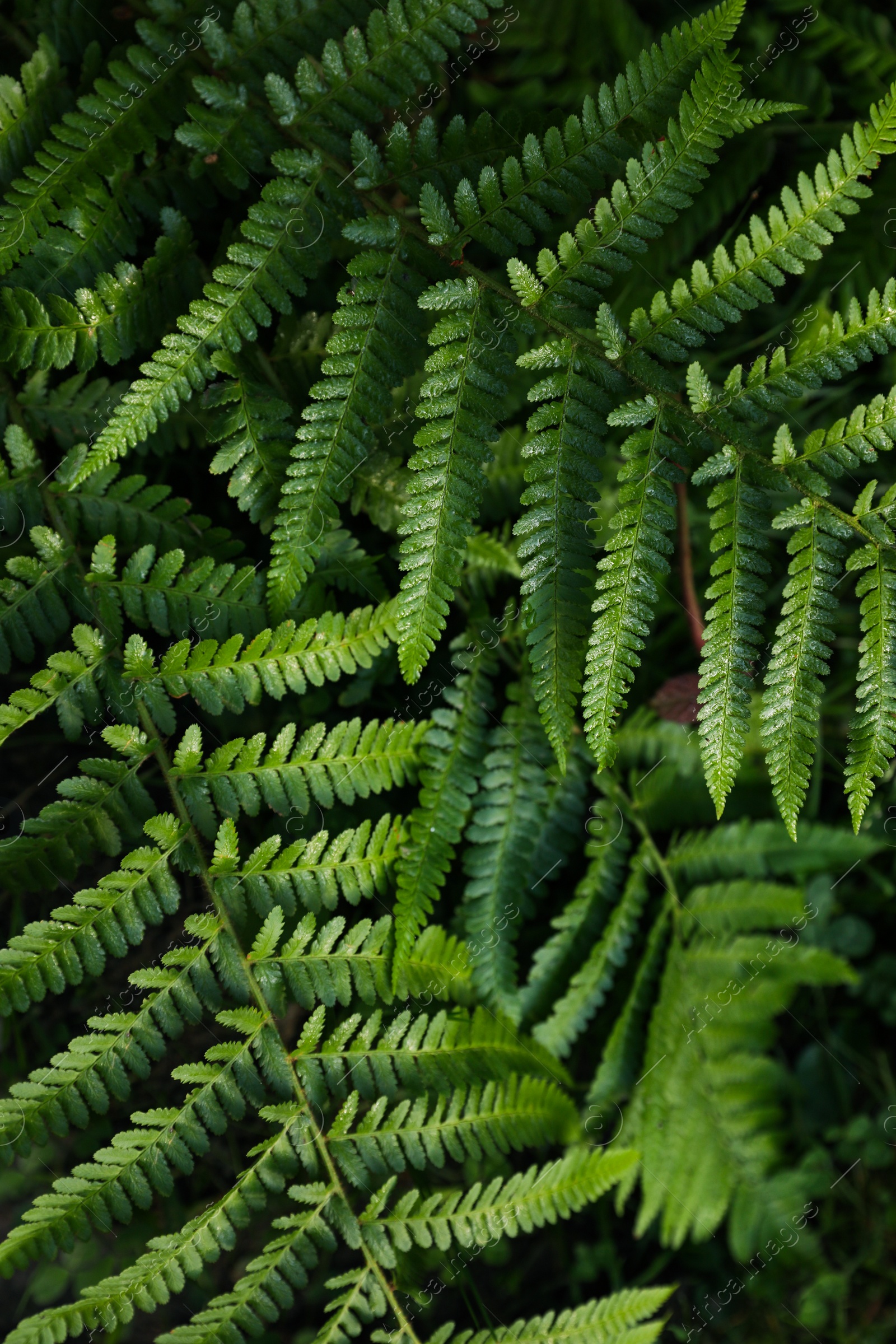 Photo of Green fern growing in forest, top view