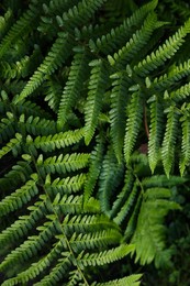 Green fern growing in forest, top view