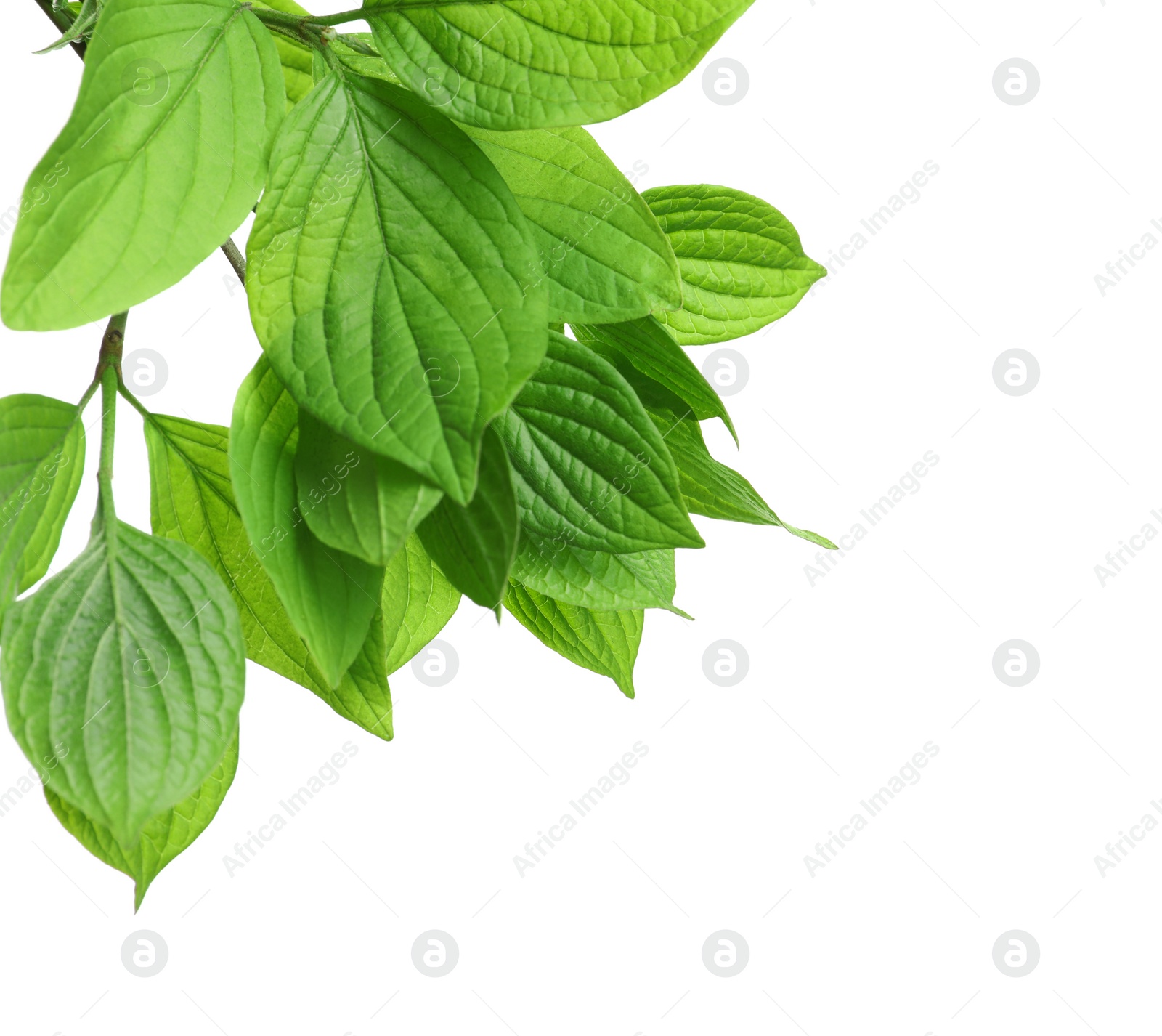 Photo of Beautiful spring green leaves on white background