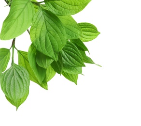 Beautiful spring green leaves on white background