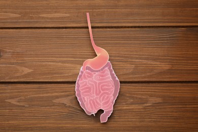 Paper cutout of small intestine on wooden background, top view