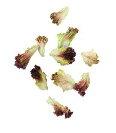 Image of Many oakleaf lettuce leaves falling on white background