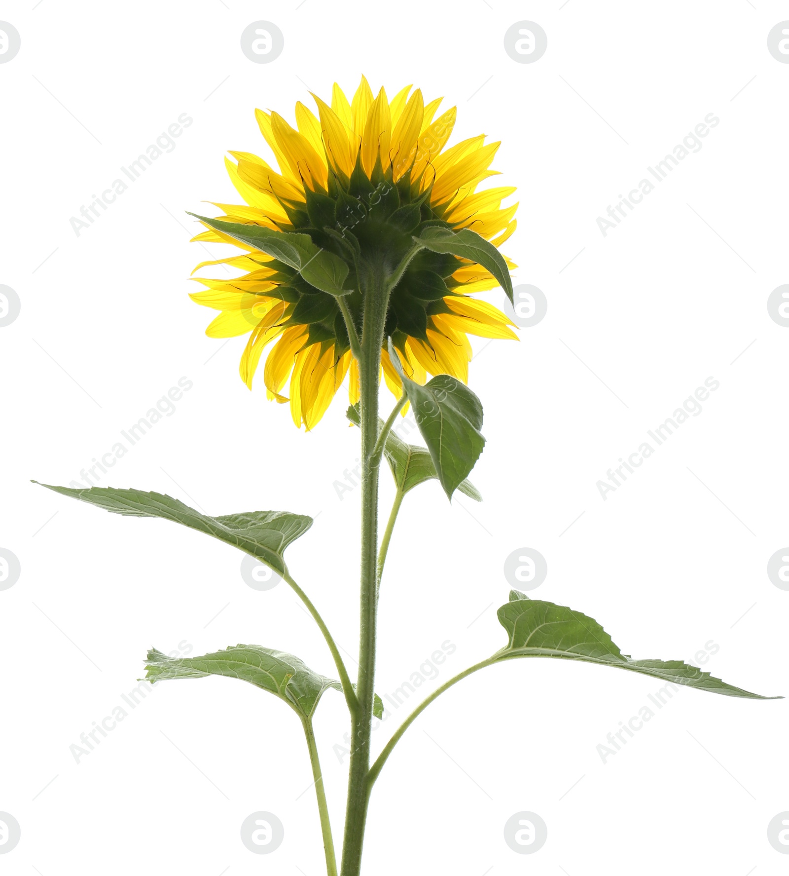 Photo of Beautiful bright blooming sunflower isolated on white