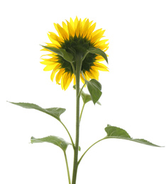 Photo of Beautiful bright blooming sunflower isolated on white