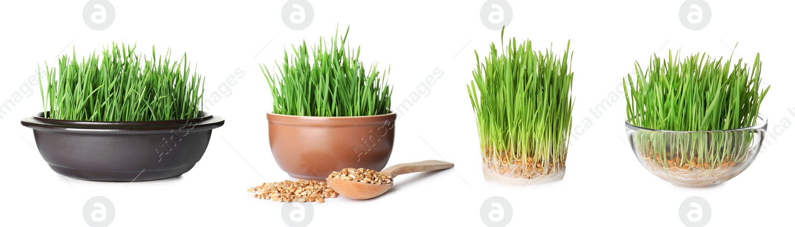 Image of Set with fresh wheat grass on white background. Banner design