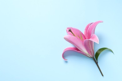 Beautiful pink lily flower on light blue background, top view. Space for text