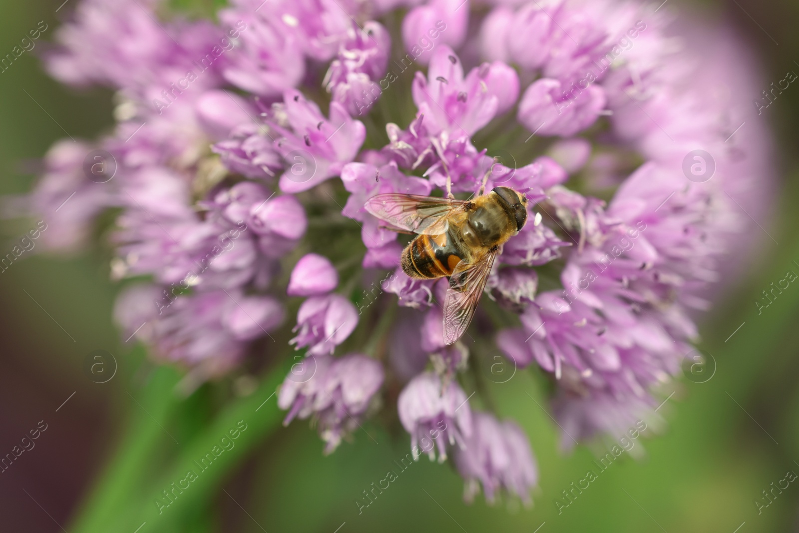 Photo of Honeybee collecting pollen from beautiful flower outdoors, closeup