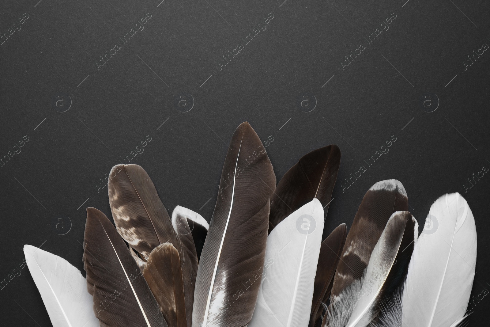 Photo of Many different bird feathers on black background, flat lay. Space for text