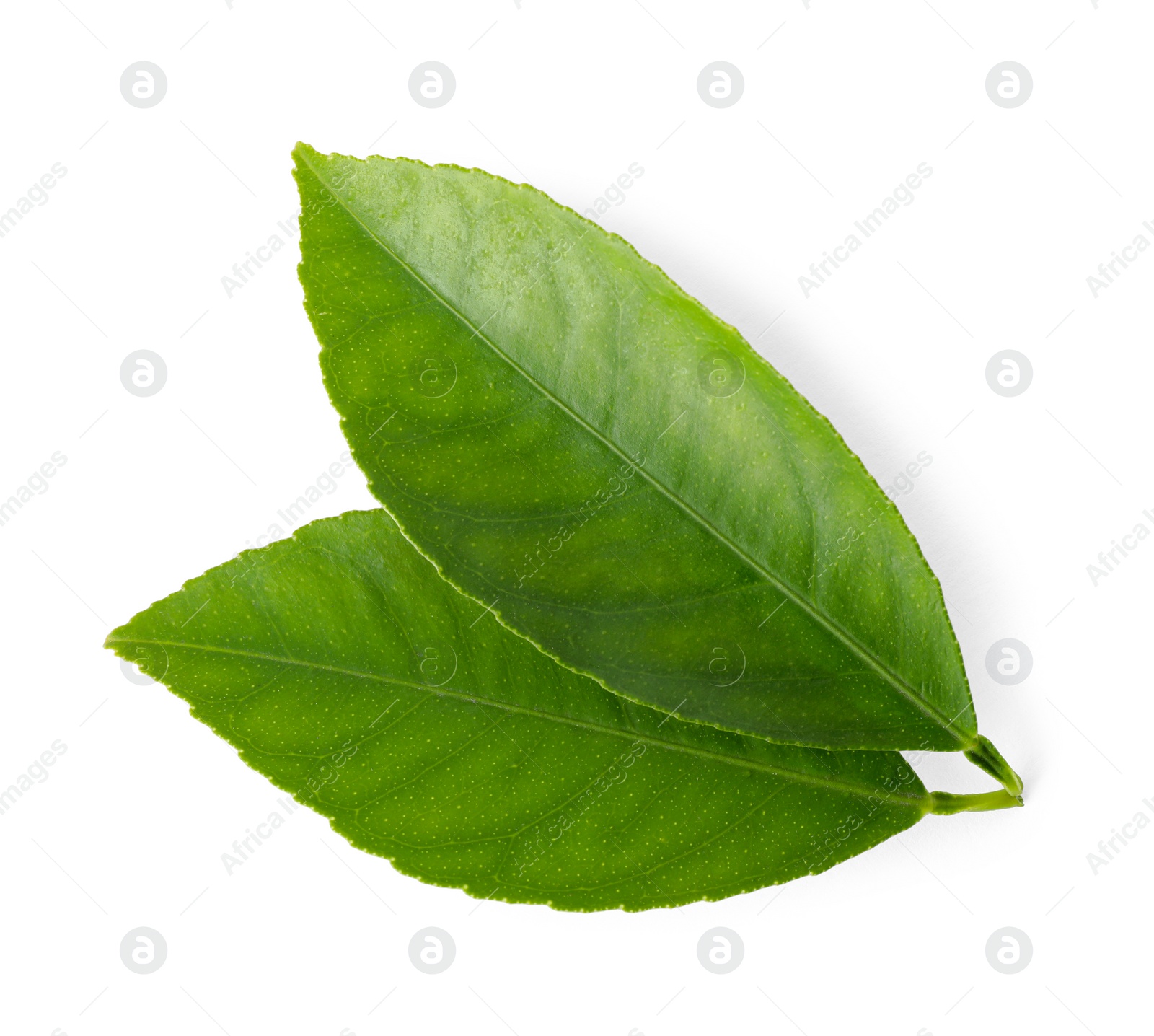 Photo of Fresh green citrus leaves isolated on white, top view