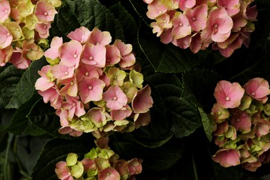 Hortensia plant with beautiful pink flowers, closeup