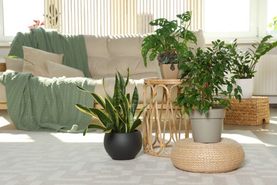 Photo of Stylish room interior with comfortable sofa and beautiful houseplants
