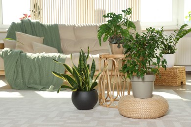 Stylish room interior with comfortable sofa and beautiful houseplants