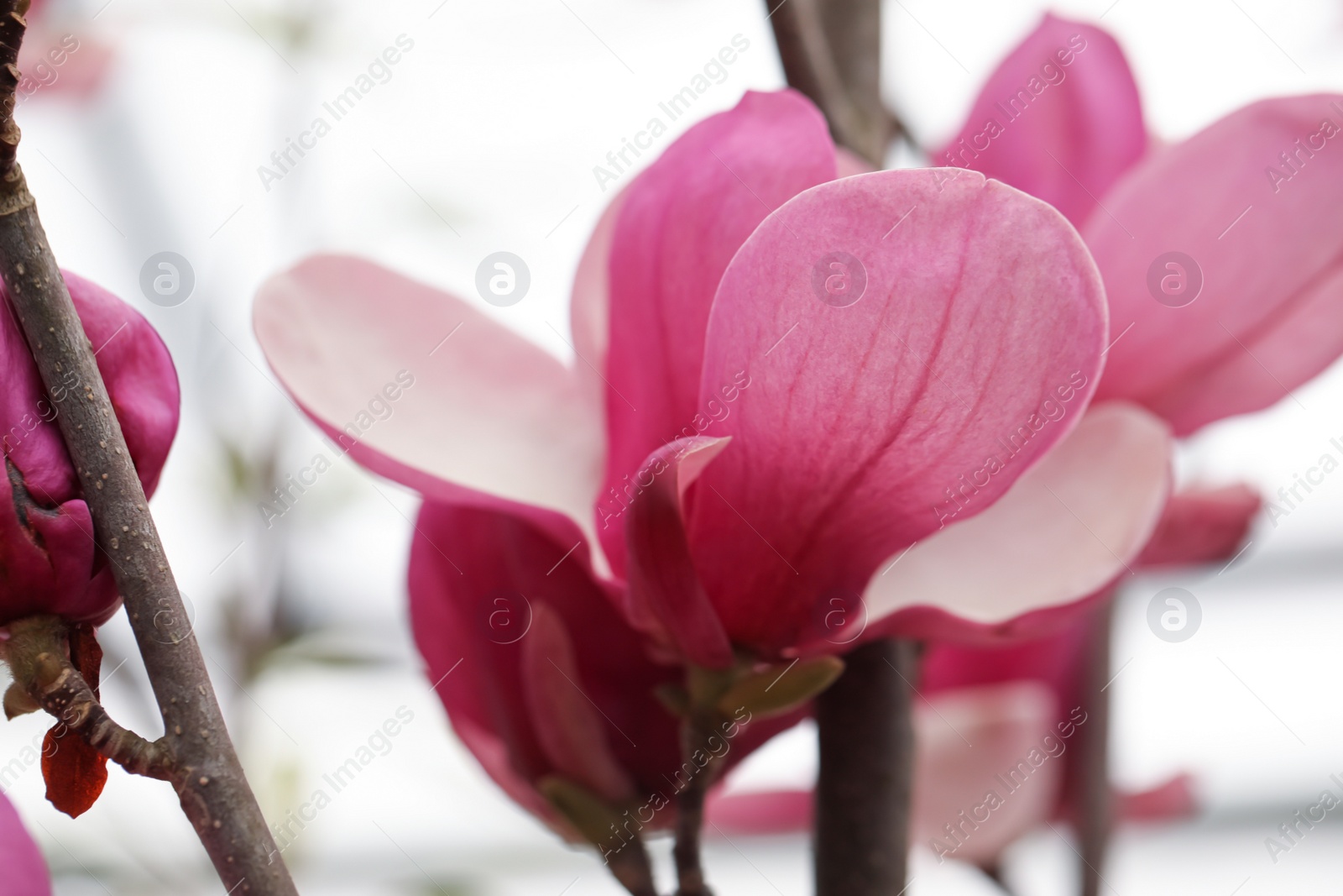 Photo of Closeup view of beautiful blooming magnolia tree outdoors