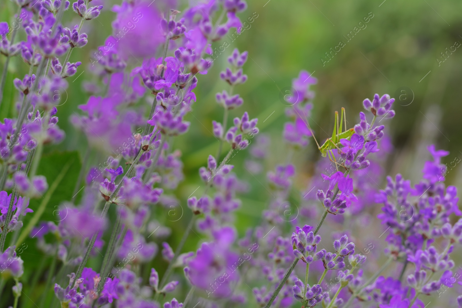 Photo of Beautiful lavender flowers growing in field, closeup