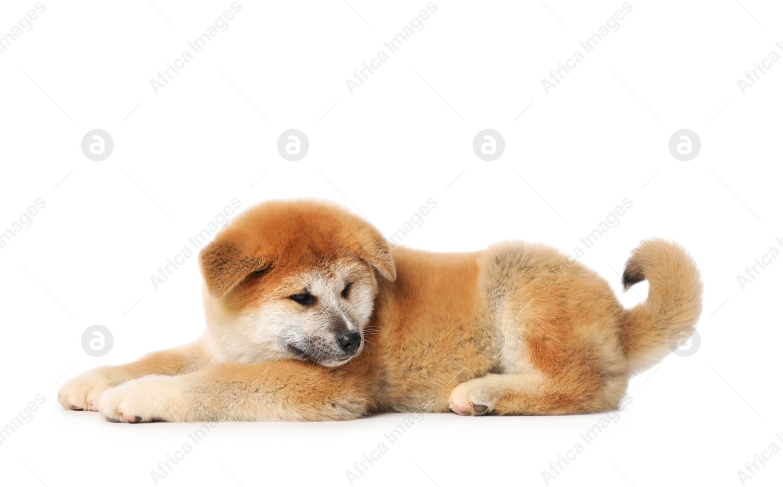 Photo of Cute Akita Inu puppy on white background. Baby animal