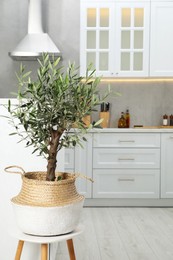 Photo of Beautiful potted olive tree on stool in stylish kitchen