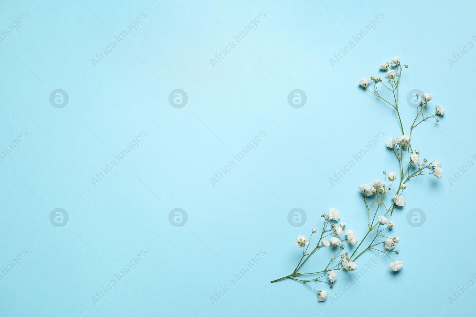 Photo of Beautiful gypsophila flowers on light blue background, flat lay with space for text. Floral decor