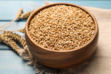 Photo of Wheat grains with spikelets on light blue wooden table, closeup