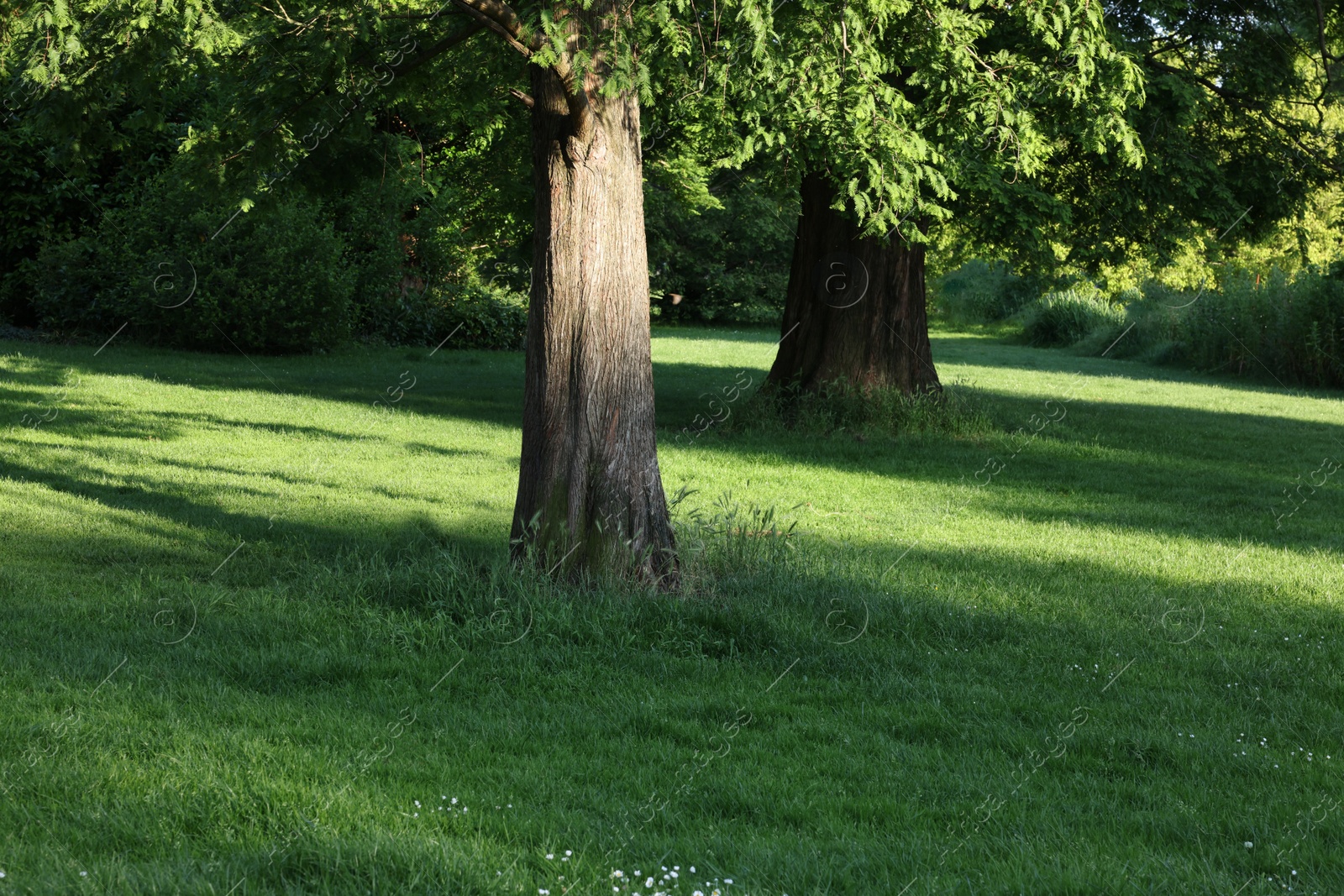 Photo of Beautiful view of green lawn and trees in park on sunny day