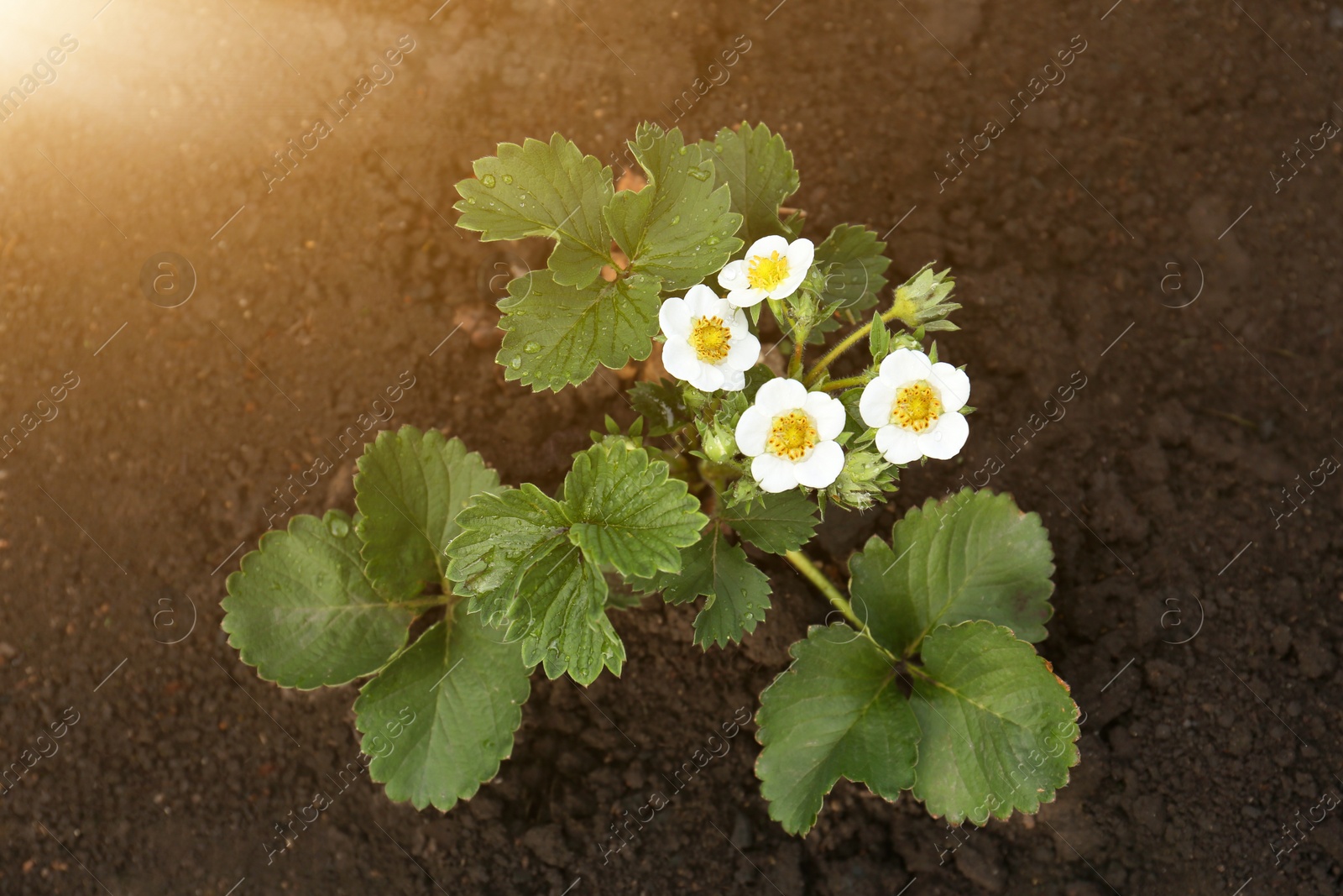 Photo of Beautiful strawberry plant with white flowers growing in soil, top view