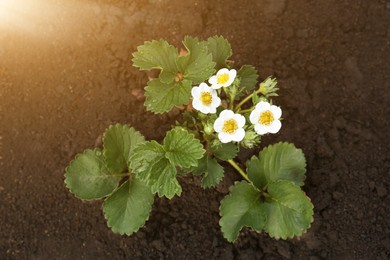 Photo of Beautiful strawberry plant with white flowers growing in soil, top view