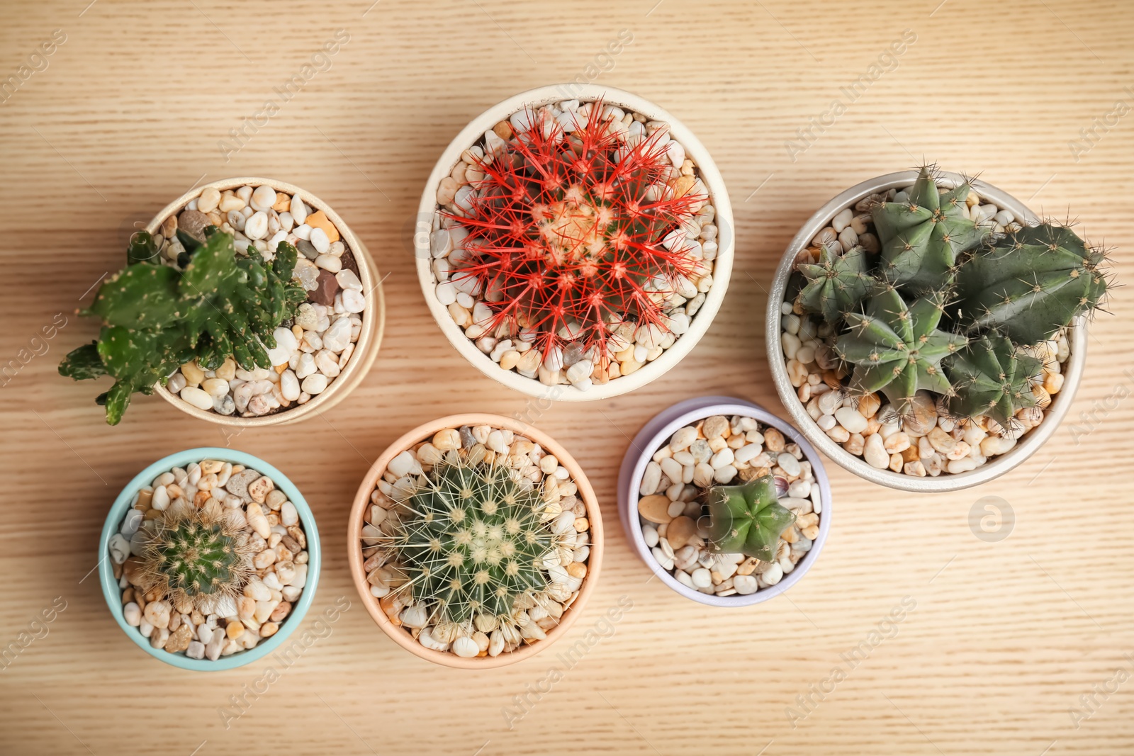 Photo of Beautiful cacti on wooden background, top view