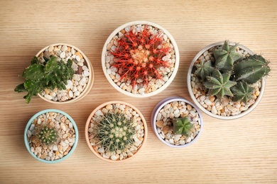 Photo of Beautiful cacti on wooden background, top view