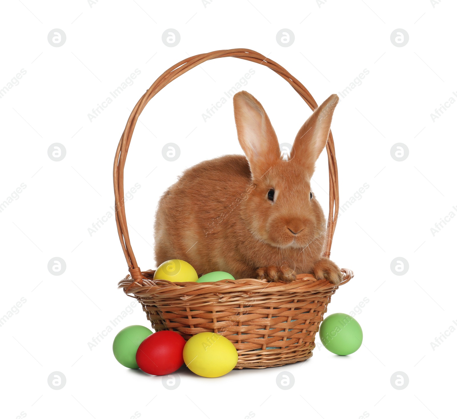 Photo of Adorable furry Easter bunny in wicker basket with dyed eggs on white background