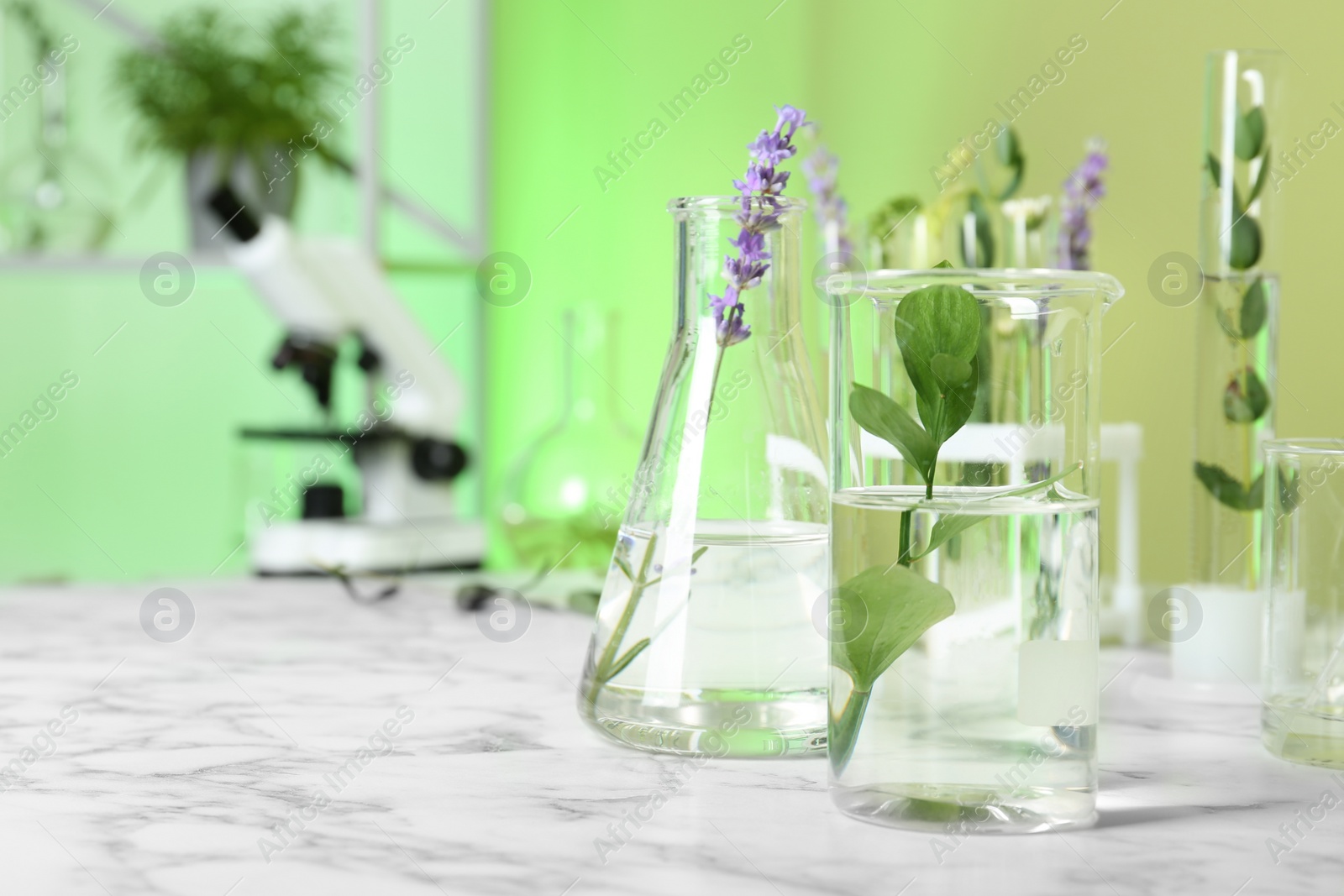 Photo of Laboratory glassware with different plants on table indoors. Space for text