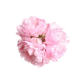 Photo of Beautiful sakura tree flowers on white background