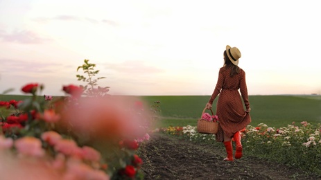 Woman with basket of roses in beautiful blooming field